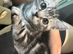 -喵zoo家庭繁育猫舍(尖东智能花园店)