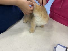 -博特宠物医院24h犬猫全科.骨科·异宠