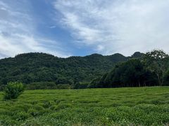 -中国茶叶博物馆(双峰馆区)