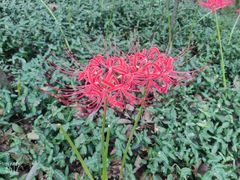 -上海佘山国家森林公园天马山园