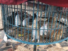 -荆州中山公园动物园