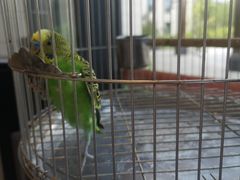 -麦当劳(禄口机场T2航站楼)