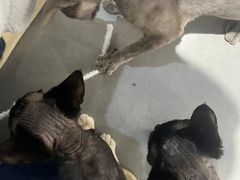 -琪喵猫屋·撸猫猫咖·猫舍