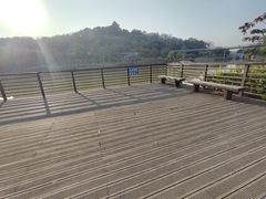 -王借岗森林公园