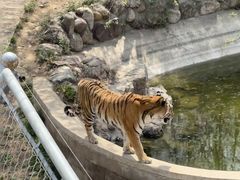 -石家庄市动物园