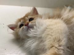 -小猫来了·猫咪专售(红山六九七九店)