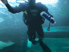 -悉尼海洋生物水族馆