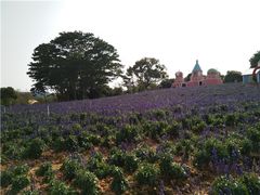 -松山湖南湖湾露营营地