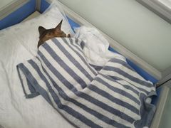 -灵美宠物诊所