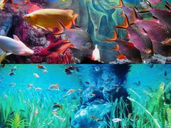 -上海海洋水族馆