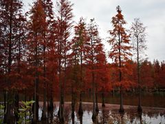 -白鹭湾湿地公园