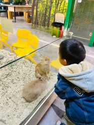 -神奇动物撸宠馆·羊驼·小浣熊·异宠(豫园店)