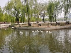 -莲花池公园
