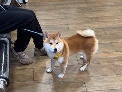 -爱侣·安琦尔宠物医院·中兽医针灸·心内科·狂犬免疫点(宝山区院)