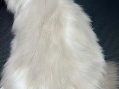 -唐小姐の私宠·宠物洗护美容·撸猫馆·购宠(周浦万达旗舰店)