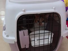 -瑞派旺宝宠物医院·犬猫全科综合·尿道专科(莲兴院)