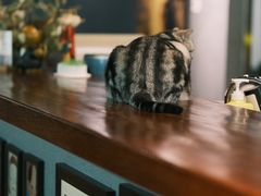 -咖法森林·咖啡  酒吧(天河店)