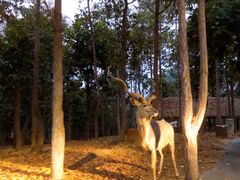 -清迈夜间动物园