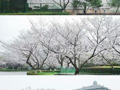 -武汉大学-樱园