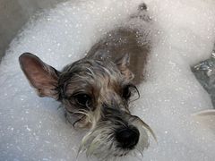 -PETKIT小佩宠物·低压洗护(国顺东路店)