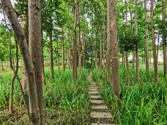 -上海长兴岛郊野公园