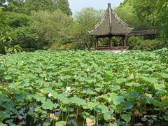-上海醉白池公园