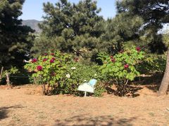 -北京西山国家森林公园