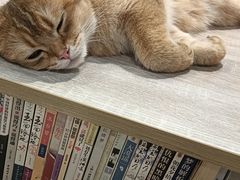 -藏猫猫咖啡主题馆(中央大道店)
