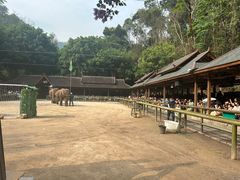 -野象谷景区