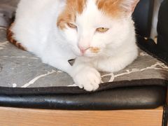 -平行世界·猫咖(首经贸店)