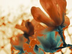 -花溪公园