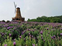 -大塘金香草谷
