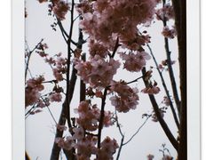 -顾村公园
