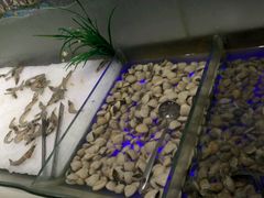 -银鲨海鲜烤肉火锅自助餐厅(五星店)
