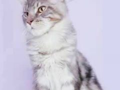 -十年猫舍·猫咪专门店(普陀店)