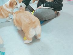-汪说·狗咖(旺城大厦店)
