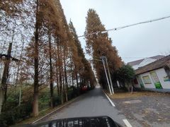 -合肥滨湖国家森林公园