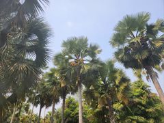 -中国科学院西双版纳热带植物园