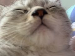 -BABIT巴比特宠物(MOMOPARK店)