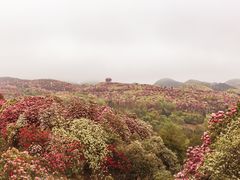 -贵州百里杜鹃风景名胜区