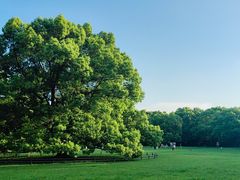 -上海共青森林公园