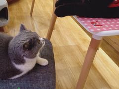 -滚猫咖啡·猫咖·猫友好撸猫(未来城店)