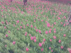 -迎泽公园