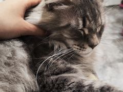 -楼上猫咖(罗湖店)