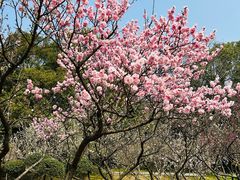 -梅花山(明孝陵内)