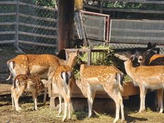 -青藏高原野生动物园