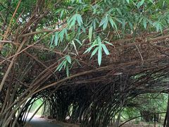 -华南国家植物园-售票处