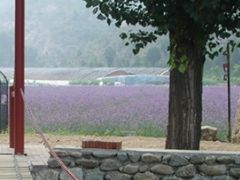 -紫海香堤香草艺术庄园