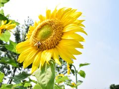 -杭州湾海上花田景区