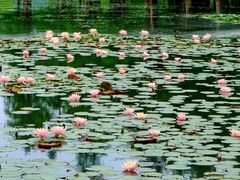 -白鹭湾湿地公园